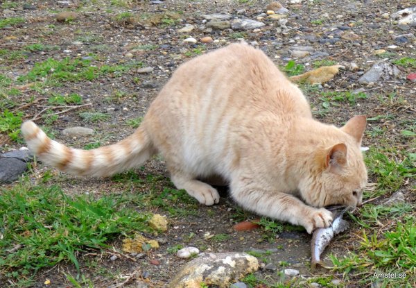 1405HBKs-10.JPG 1405HBKs-10.JPG