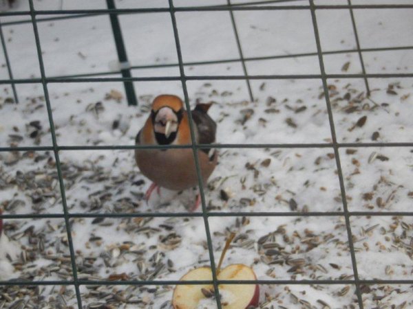 Stenknäcken 001 - Kopia.jpg