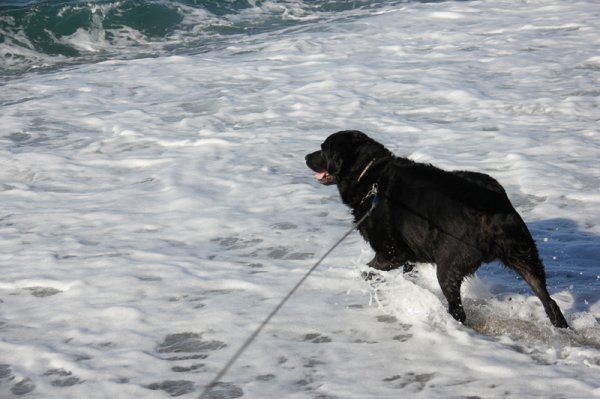 2014-01-30 Ozziei havet.jpg