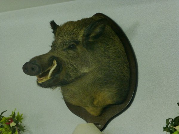 P1000336(1).JPG P1000336(1).JPG