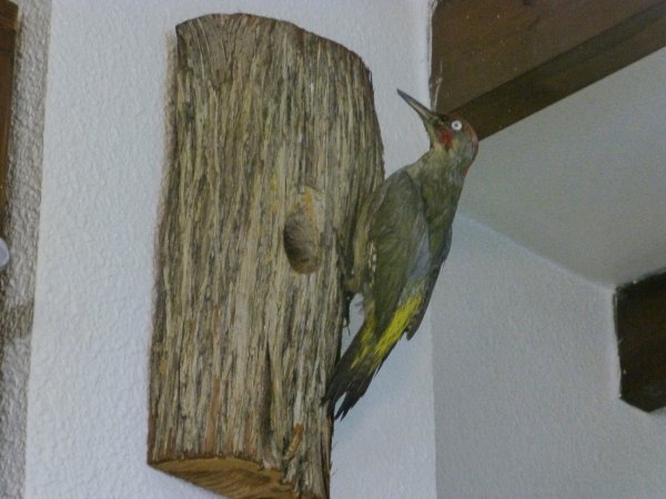 P1000341(1).JPG P1000341(1).JPG