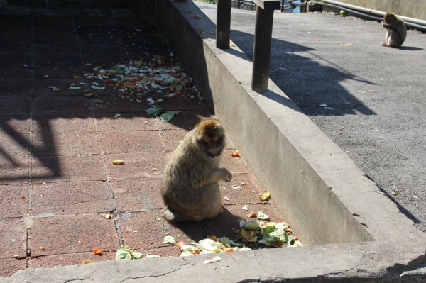 2014-02-09 Apa på Gibraltar.jpg