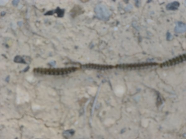 P1000374(1).JPG P1000374(1).JPG