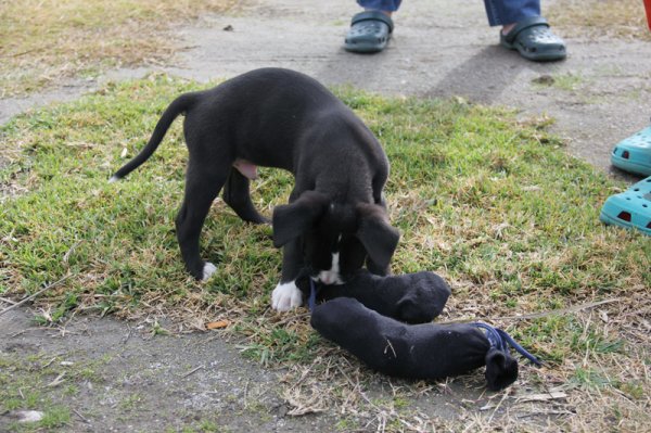 2014-02-16 Dixel på leker.jpg