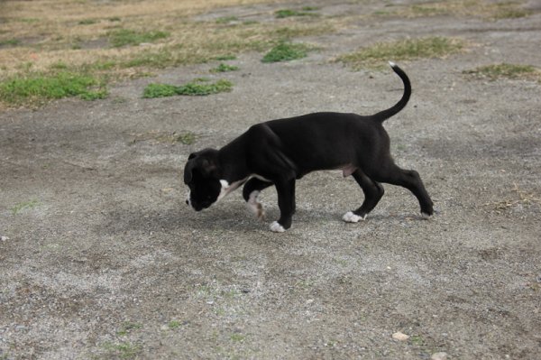 2014-02-16 Dixel på upptäcksfärd.jpg