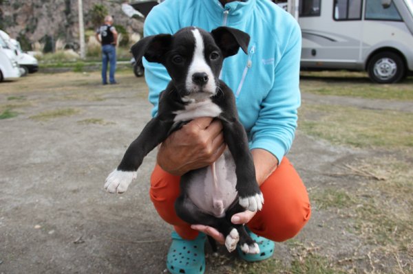 2014-02-16 Dizel.jpg