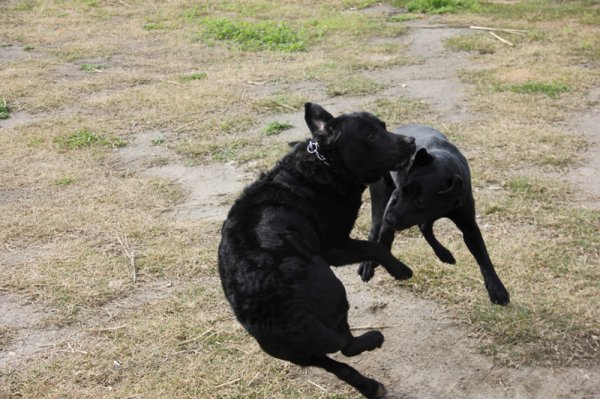 2014-02-16 Fartfylld lek.jpg