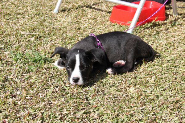 2014-02-19 Dizel.jpg