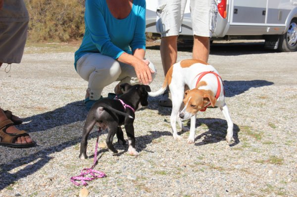 2014-02-20 Dizel o Doris.jpg