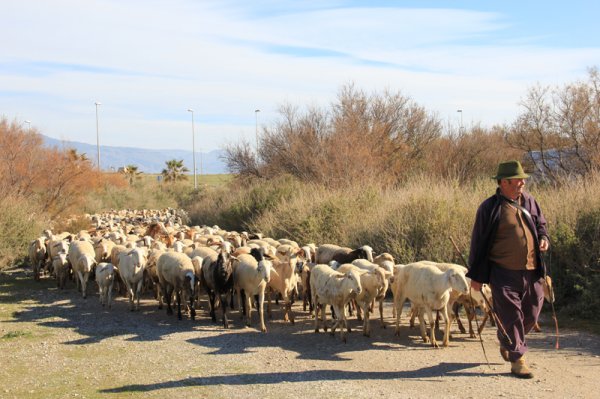 2014-02-21 Fåraherde o får.jpg
