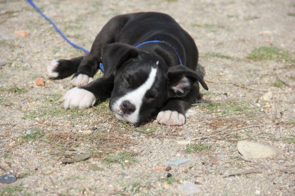 2014-02-28 Dizel vilar.jpg