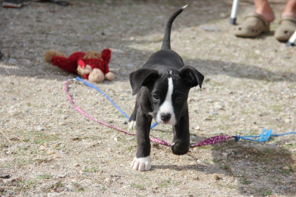 2014-02-28 Dizel.jpg