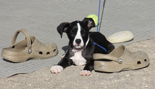 2014-03-02 Dizel.jpg