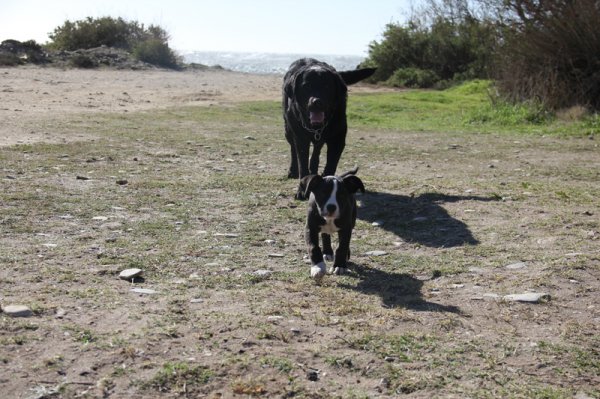 2014-03-03 Kompisar.jpg