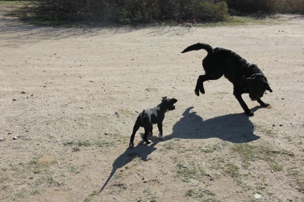 2014-03-03 Vem jagar vem.jpg