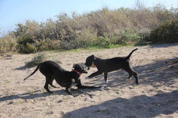 2014-03-04 Dizel med kompis.jpg