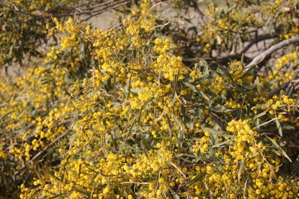 2014-03-09 Mimosa.jpg