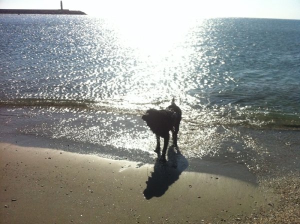 2014-03-10 Ozzie efter badet.jpg