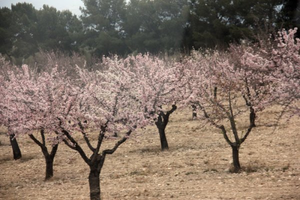 2014-03-13 Mandelträd i blom.jpg