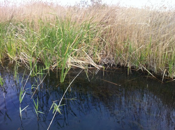 2014-03-14 Var är sköldpaddan.jpg 2014-03-14 Var är sköldpaddan.jpg