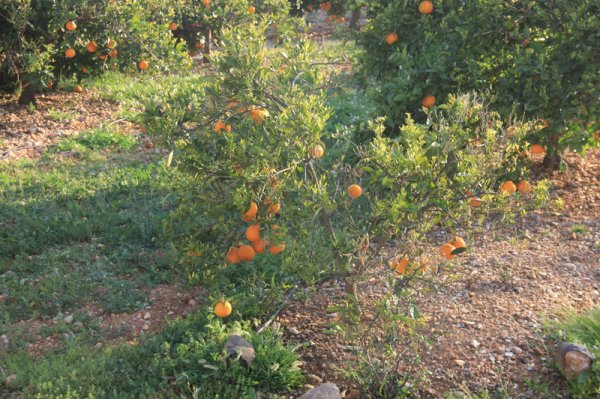 2014-03-15 Apelsiner.jpg 2014-03-15 Apelsiner.jpg