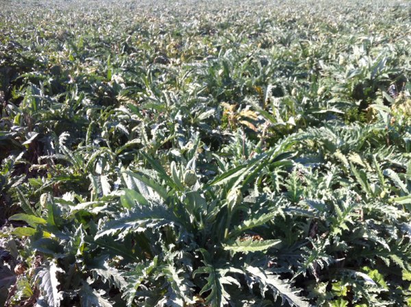 2014-03-15 Kronärtskocka.jpg 2014-03-15 Kronärtskocka.jpg