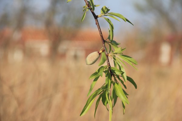 2014-03-15 Mandel.jpg 2014-03-15 Mandel.jpg