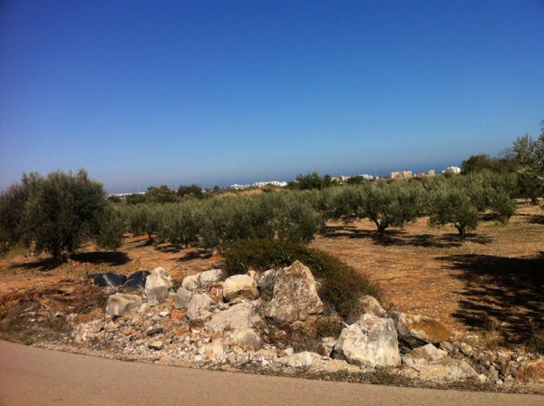 2014-03-16 Olivodling.jpg 2014-03-16 Olivodling.jpg