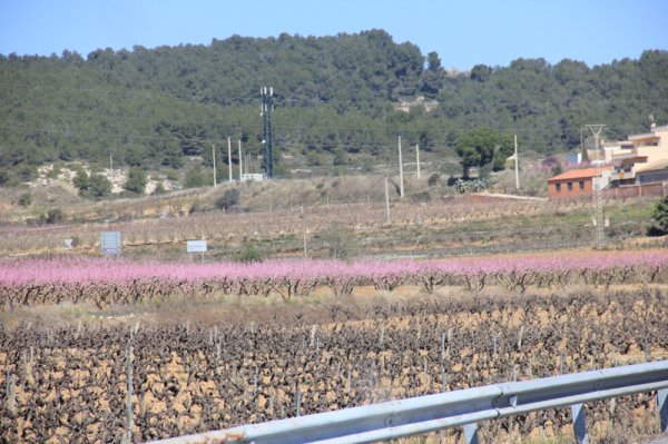 2014-03-17 Mandelträd.jpg 2014-03-17 Mandelträd.jpg