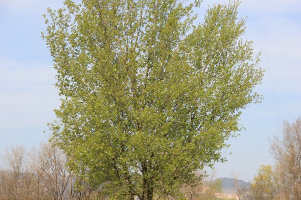 2014-03-20 Grönska.jpg 2014-03-20 Grönska.jpg