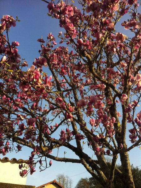 2014-03-21 Tulpanträd Cousance.jpg 2014-03-21 Tulpanträd Cousance.jpg