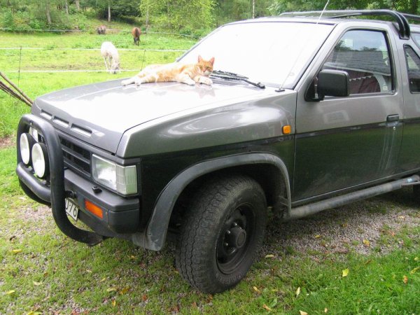 terrano.jpg terrano.jpg