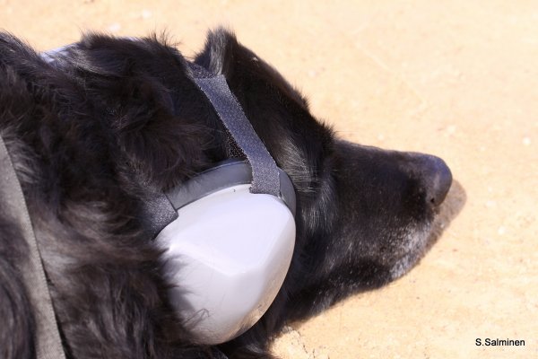 dala järna 562.JPG dala järna 562.JPG