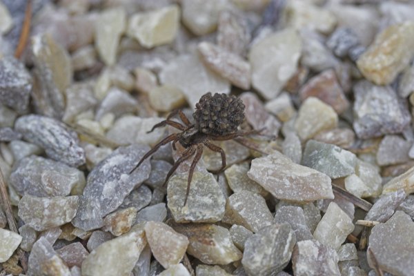 Fråga XII, 1 poäng.jpg