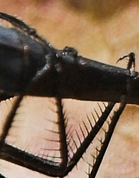 Fråga XVII, 3 poäng.jpg