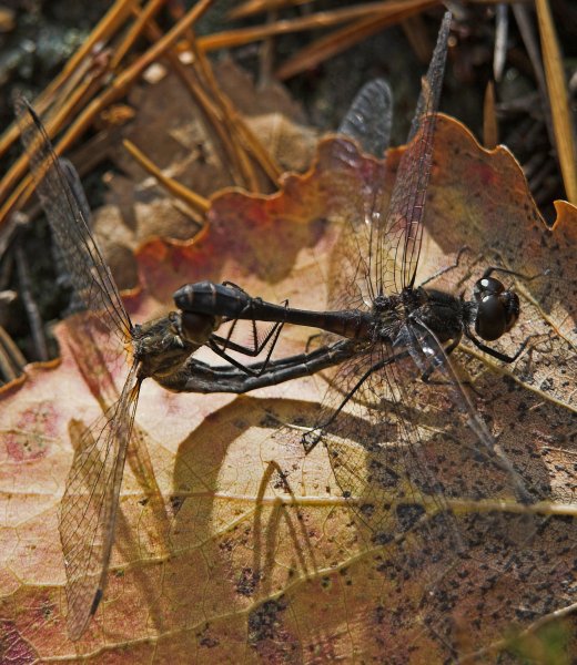 Fråga XVII, 1 poäng.jpg