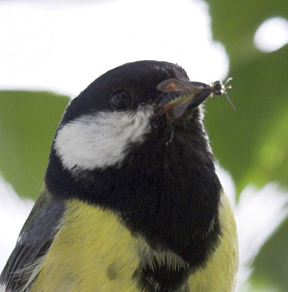 l, för artbestämning.jpg