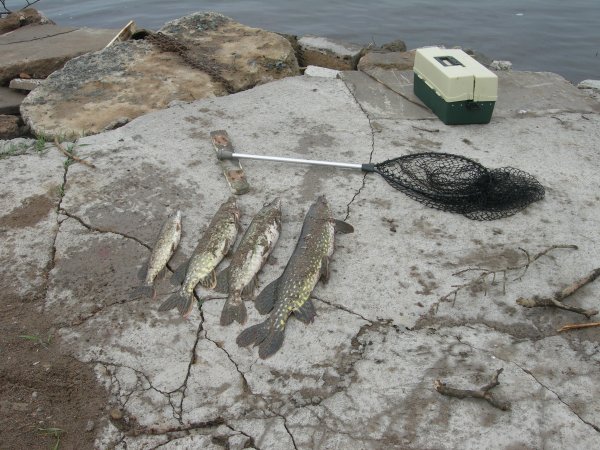 Hultsfred - maj - 08 100.jpg