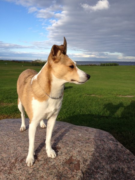 wilma strandsten.JPG