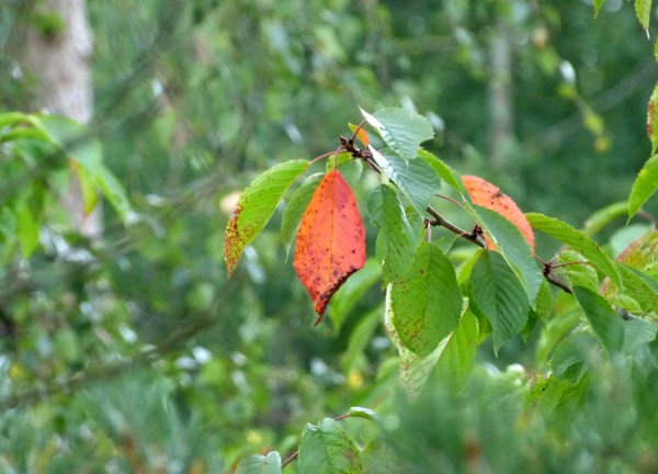 Första höstlövet.jpg