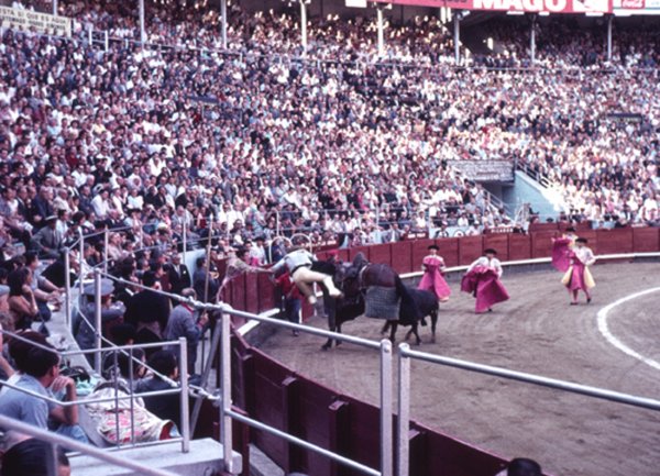 tju häst.jpg tju häst.jpg