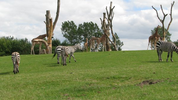 IMG_6519.JPG IMG_6519.JPG