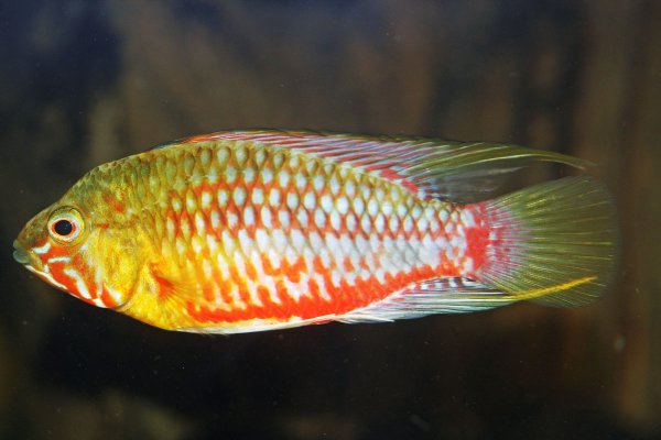 Apistogramma-hongsloi.jpg