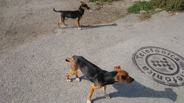 2015-01-15 3 Små hundar.jpg