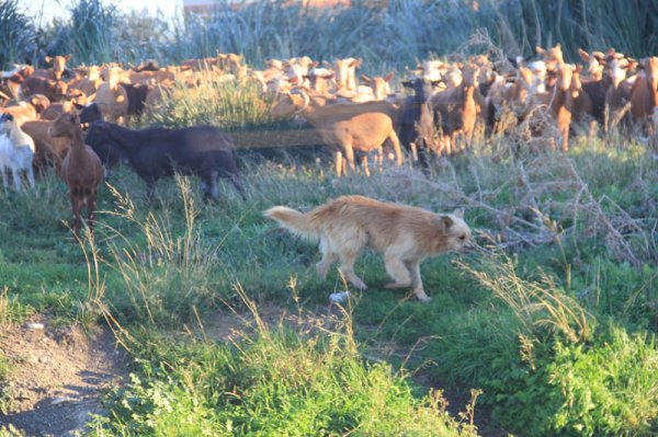 20150117 1Salobrena gethund.jpg