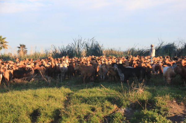 20150117 2Salobrena getherde.jpg