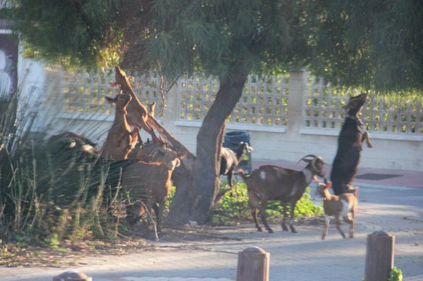 20150117 2Salobrena trädgetter.jpg