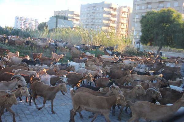 20150117 3Salobrena många.jpg