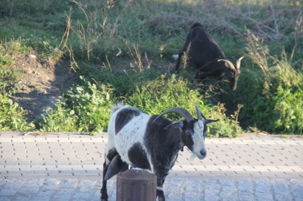 20150117 4Salobrena get.jpg