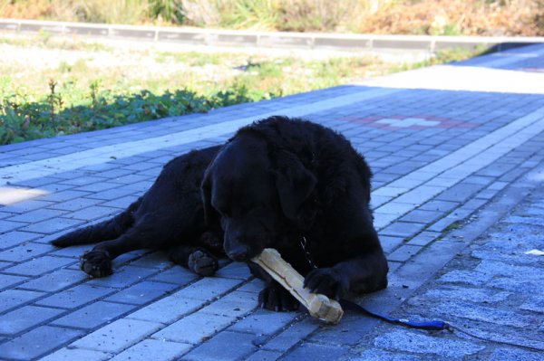 20150119 1 Ozzie med ben.jpg